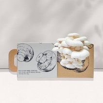 무럭무럭 버섯키우기 키트 느타리 3종 흰느타리 고기느타리 일반느타리 재배 배지 집에서 기르기