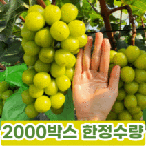 송산포도 샤인머스켓 씨없는포도 망고포도선물세트 고당도 수출용 2kg 4kg
