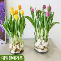 튤립 구근 24종 (5구) 추식구근, 05. 플래밍플래그 5구