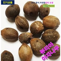 희귀종자 뷰티아 야자나무 씨앗 10립