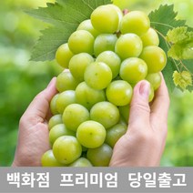 [특등급선별] 청포도 500g 청포도묘목 청포도나무 가지포도 포도묘목 포도가격 샤인머스켓 샤인머스켓묘목 크림슨포도 수입포도 적포도 캠벨포도 코튼캔디포도 애플포도 블랙포도 씨없는청포, 1개