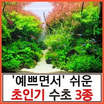 수초하우스) 예쁘면서도 쉬운 초인기 수초 3종 세트, 싸게더많이 세트(총34줄기)