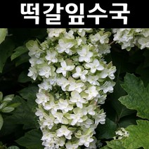 떡갈잎수국(스노우플레이크) 겹꽃 7치화분 1개/나무 묘목/꽃나무/조경용