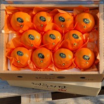 설과일선물 제주 천혜향 3kg 5kg(대과 선물용쇼핑백증정) 그윽한 향과 팡팡 터지는 과즙 품격있는 설과일선물세트, 3kg(9-12수/대과 선물용쇼핑백증정)