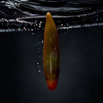 미미네아쿠아 작게자라는 피그미 맹그로브 1개, 단품