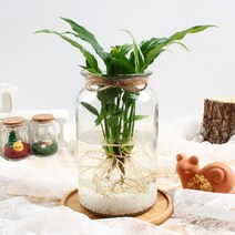 [바보사랑] 미미네가든 자동급수 물수세미 화분 키우기세트, 상세 설명 참조, 상세 설명 참조