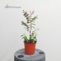 소코라코 수입야생화 20~50cm 139