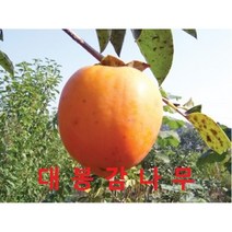 대봉감결실주 1그루 감나무 나무 묘목 조경수 과일나무 유실수