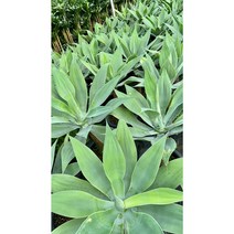 [골든플랜트] 아가페 아가베 아테누아타 인테리어 관엽식물 공기정화 반려식물, 1개