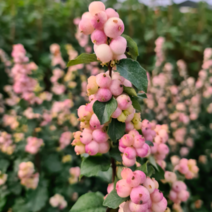 스노우베리 묘목 (어텀블러쉬) 조경수로 추천하는 오텀블러쉬 / 전국생육 / 포트묘 FG109