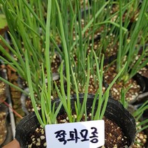[모종모종]쪽파 모종(10cm 컵), 1개