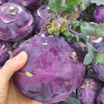 2022년 국내산 제주 햇 콜라비 특품 3kg 5kg 10kg 1박스 [꼭지네농산물], 콜라비 10kg