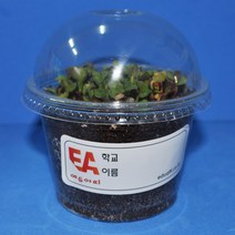 21세기과학상사 새싹채소기르기(10인용)