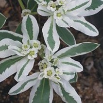 야생 설악초 관상용 야생화 꽃씨 종자 씨앗 품종 30립 _ 2023895EA, 쿠팡 본상품선택