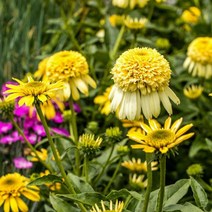 뿌리/에키나세아( 레몬드랍) 뿌리1개 G1232