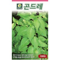 다농 쇠무릎 1g - 씨 씨앗 쇠무릎씨앗 쇠무릎씨 우슬초 산형채 대절채 쇠물팍 은실 백배 마청초 나물씨앗 민속채소 채소씨 채소씨앗, 15_다농_곤드레(고려엉겅퀴)(100립)
