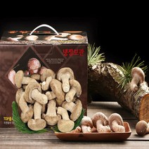 송화 송고 송향버섯 3등급(보급)500G