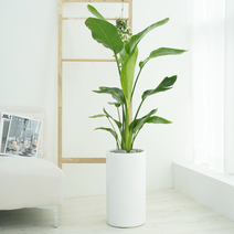 농원청년 실내공기정화식물 실내식물 거실화분 실내화분 (서울 경기 당일배송) (경기외곽 지방 익일발송), 95.VIP특대형_알로카시아, 1개