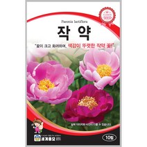 작약 10립 / 꽃씨 종자 화단가꾸기 정원