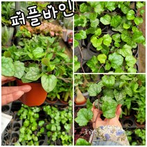 퍼플바인 001신상품 랜덤 공기정화식물/미세먼지/공기정화효과 공기정화식물