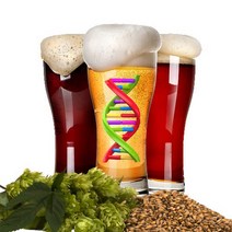 Austin Homebrew Clone Recipe Saint Arnold Summer Pils (2C) - MINI MASH, 1
