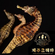 컨피마켓 제주산 명품 해마 대 6마리 건해마 양식산 빅밸리