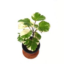 소예방 파비안느 (소품) 식물인테리어 물감이번진듯한 무늬 외목대나무 나무키우기, 1개