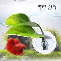 prfish 베타 쉼터 [그린] (베타전용 은신처), 1개