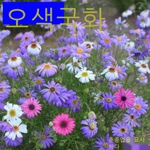 오색 국화 씨앗 사계절 가을 꽃 야외 심기 쉬운 내열 4계절 파종 용이한 생화 종자 안뜰 가뭄에 강한 화초 혼색 오색 국화 10000알갱이(약 3g), 혼색 오색 국화꽃 반개