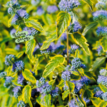 황금층꽃 소품 [3포트] 썸머소르벳 (복남이네 야생화 모종 층층이꽃 황금 무늬 층꽃나무), 3개