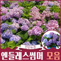 엔들레스 썸머 수국 6종류 중 1가지 묘목 화분묘 더브라이드 오리지널 볼륨스타 썸머러브 네덜란드 품종, 05.트위스트앤샤우트 블루