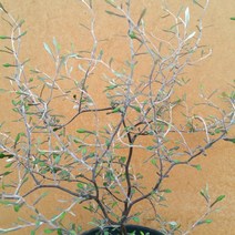 [용이네 화원] 신비로운 분위기 뿜뿜 코로키아 실버 Medium 149 농원