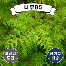 (나무85) 편백나무 묘목 플러그, 1. 편백 1m 내외 플러그