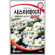 샤스타 데이지 씨앗 계란꽃 마가렛 꽃씨앗, 프릴드로즈