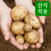 [아빠마음] 특상품 22년햇감자 국내산 수미감자 왕특, 3kg(왕특), 1박스