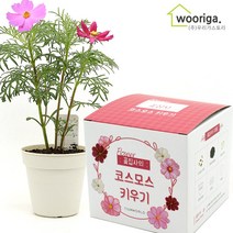 우리가스토리 미니화분키우기 꽃 화초 공기정화식물 새싹 허브 텃밭 화분 상추재배 새싹키우기, 1팩, 꽃집사_코스코스