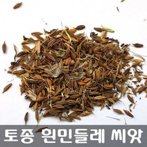 [해피플라워] 2022.05월 채종 토종 흰민들레 씨앗 1g(약 300립) / 봄 파종 약초 종자