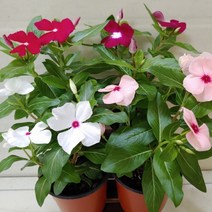 [성심] 일일초(소품4개 묶음)-사계절피는 다년생, 4개