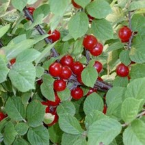 앵두나무 묘목 1년생 특묘 과실수, 23년11월판매예정, 1개