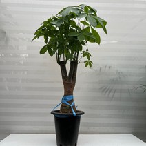 [다은꽃농원]목대 굵고 통통한 파키라 대품 머니트리 키우기쉬운 실내공기정화식물 이국적인 느낌 인테리어, 1개
