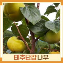 감나무 묘목 태추단감 접목1년생 뿌리 특묘 1개