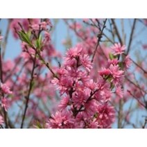 국화도묘목 20주