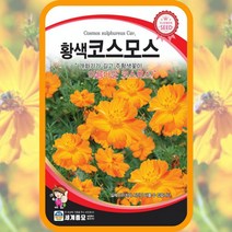 황색코스모스 씨앗 3g 황화코스모스 꽃씨몰 소포장 종자 꽃밭 조경가꾸기, 단품