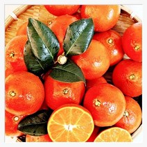 제주명품 홍매향 하우스홍매향 소과 2kg 벌크 신년 설 명절