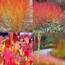 목하원예조경 신품종 유럽말채 말채나무 묘목 (애니윈터오렌지) 포트묘