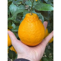 [탐탐상점] 제주 제철 한라봉 3kg 5kg 가정용 새해 선물세트, 선물용, 한라봉 2.5kg 소과(17-20과)