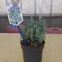 [새싹에서 나무까지] 각시석남 (블루라군) 안드로메다 폴리폴리아 애기진달래 포트묘 (개화주) 1개