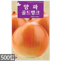 땅콩 씨앗 30g - 씨 땅콩씨앗 땅콩씨 콩씨앗 콩씨 견과류 주말농장 텃밭, 13_양파골드뱅크(500립)
