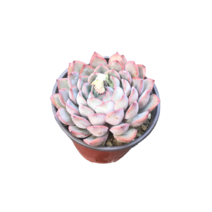 그린플랜트 다육식물 오리온 1+1