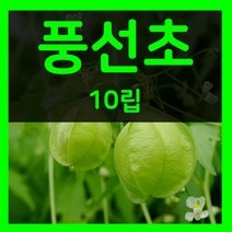 꽃씨몰 꽃씨 봄 파종 여름꽃씨 가을 노지월동 다년생 야생화 양귀비 종자 꽃씨앗, 220.풍선초 10립(다년생)